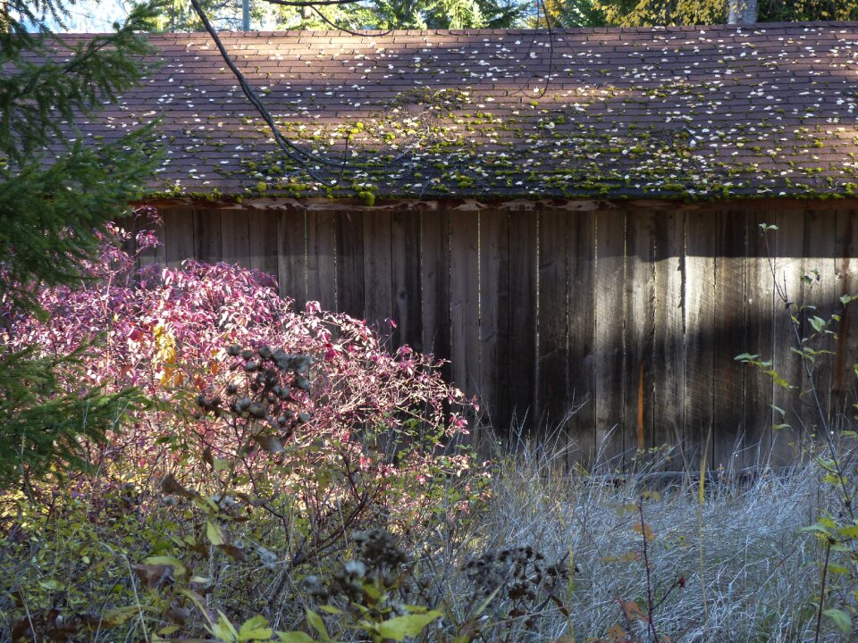 Moss covered roof ancient