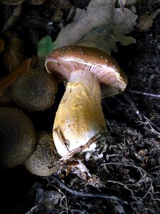 Forest mushroom forest mushrooms brown