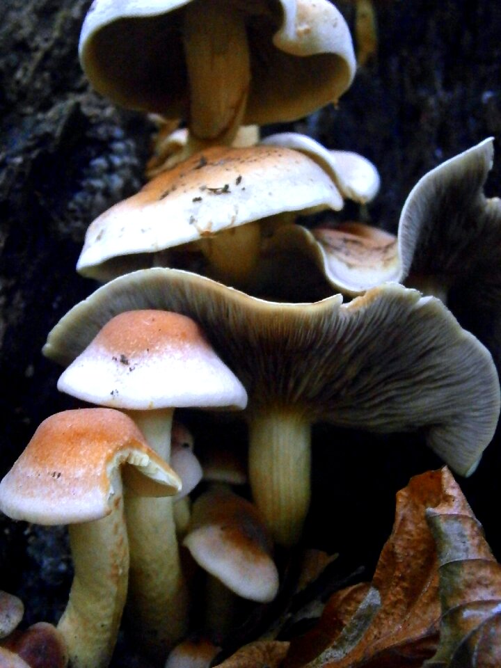 White forest mushroom forest