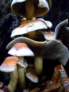 White forest mushroom forest