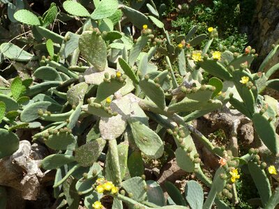 Spur plant cactus greenhouse