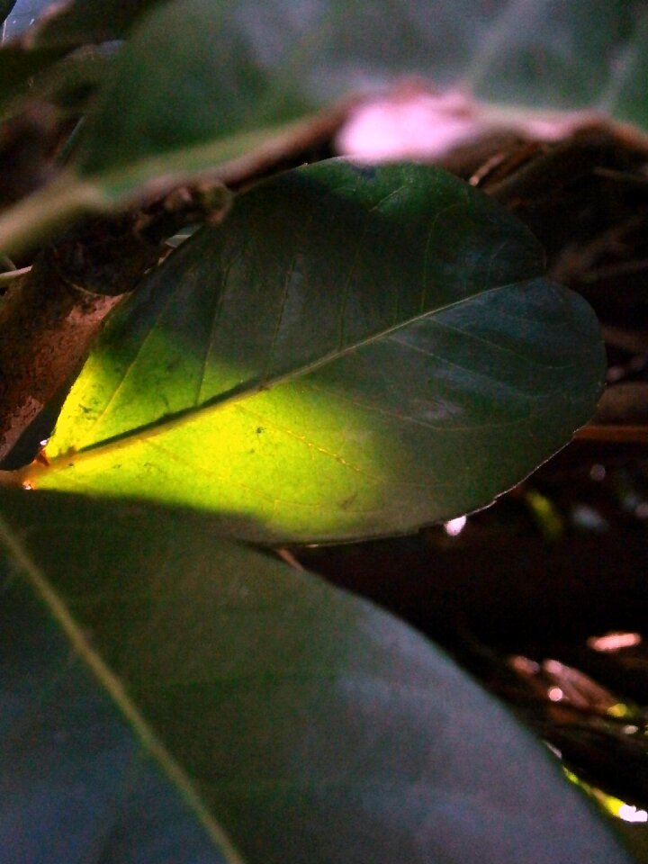 Light green sunbeam