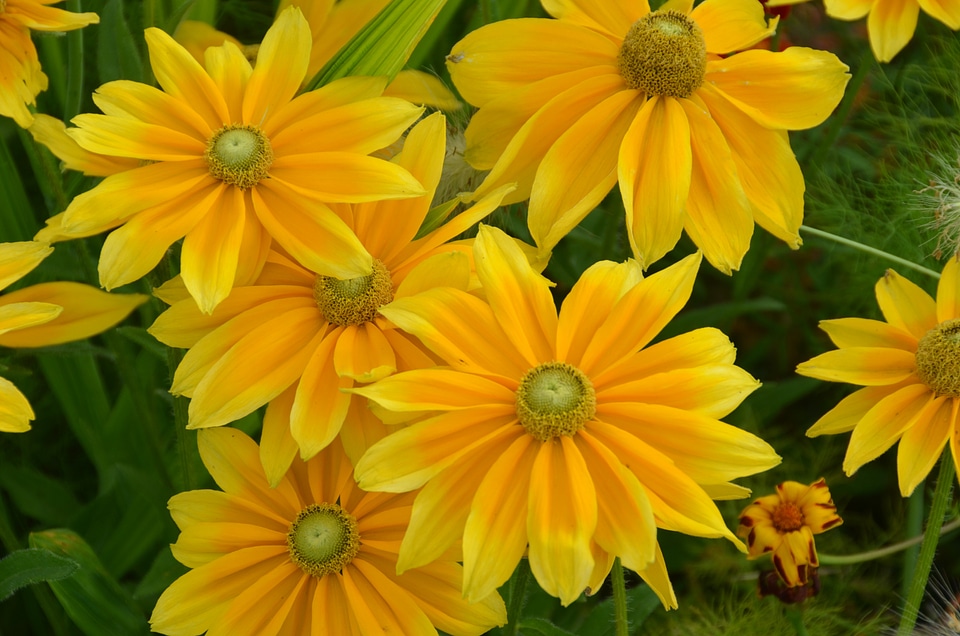 Summer blütenmeer bloom
