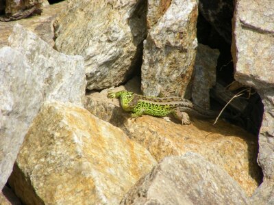 Sand lizard green reptile photo
