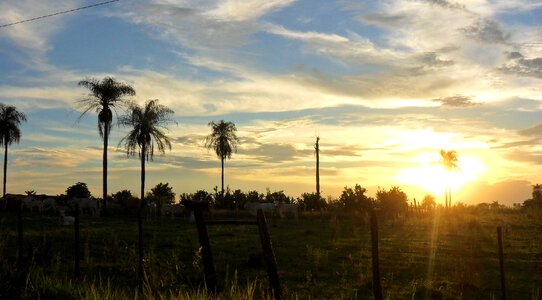 Palm trees paraguay landscape