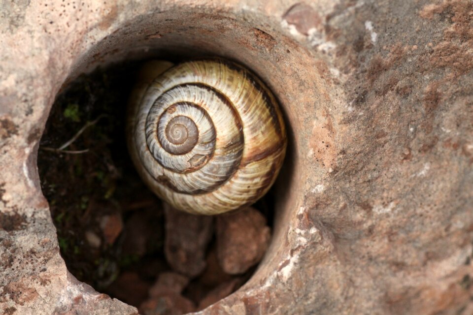 Nature garden snails
