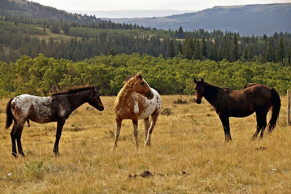 Landscape montana nature