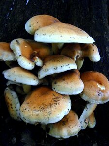 White forest mushroom forest