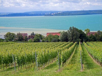 Lake constance vine landscape