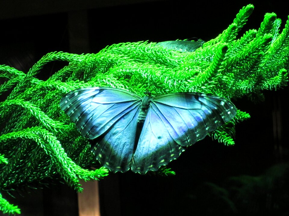 Plant with butterfly close-up beautiful