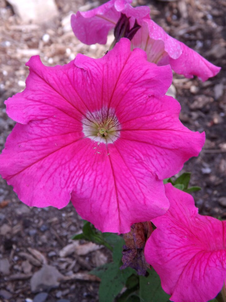 Pink flowers flower garden