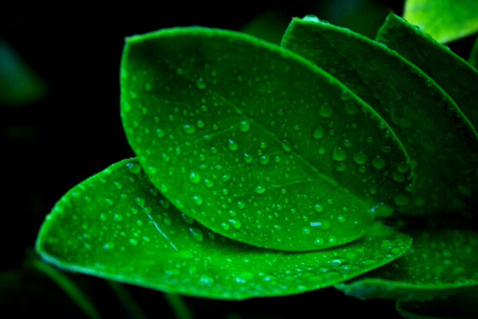 Fresh green nature
