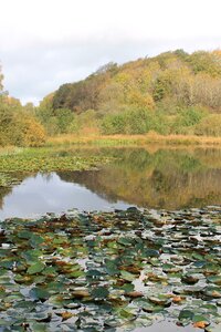 Reflections autumn water photo