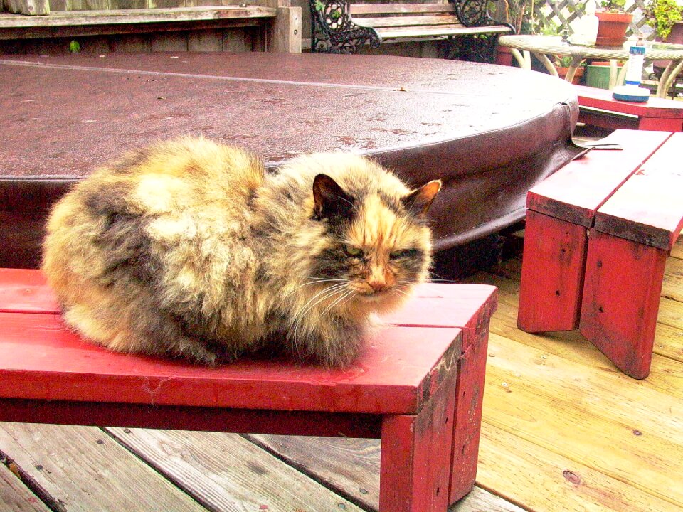Cat animal chill out