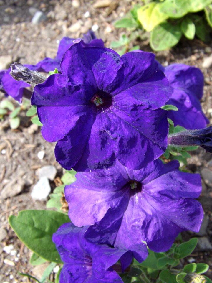 Purple flower flower summer