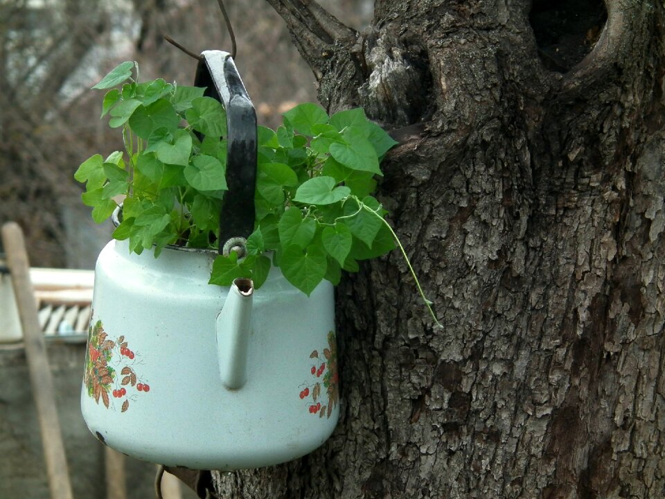 Flower bed maker the old tree