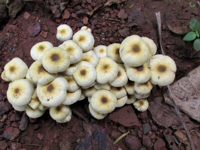 Close-up food mushrooms