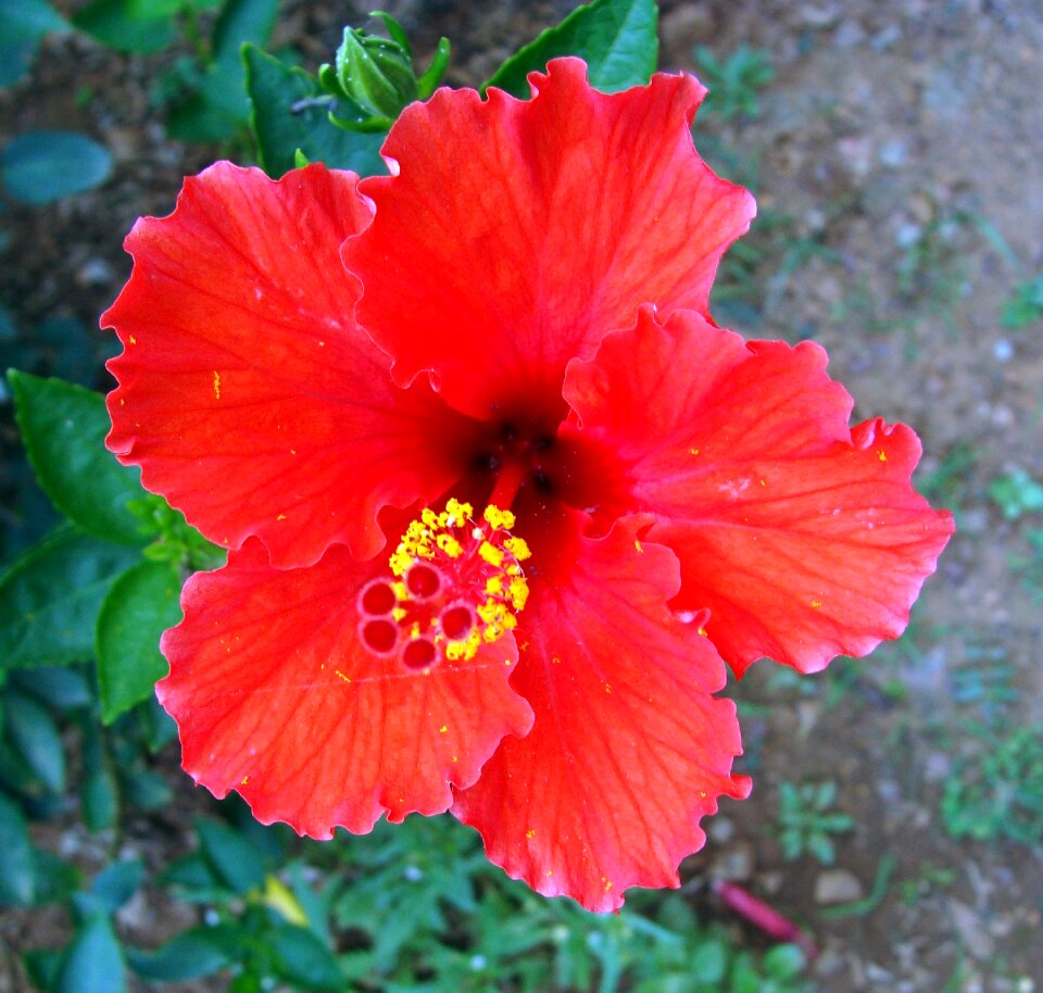 Rosa sinensis china rose india