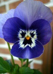 400–500 blue violet purple photo