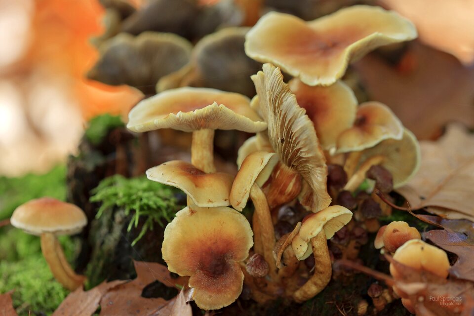 Nature autumn pilz