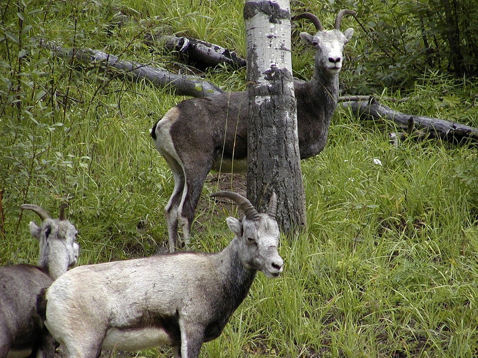 Creature wild wildlife