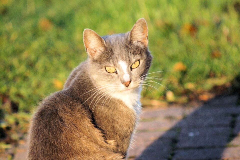 Curious close up portrait photo