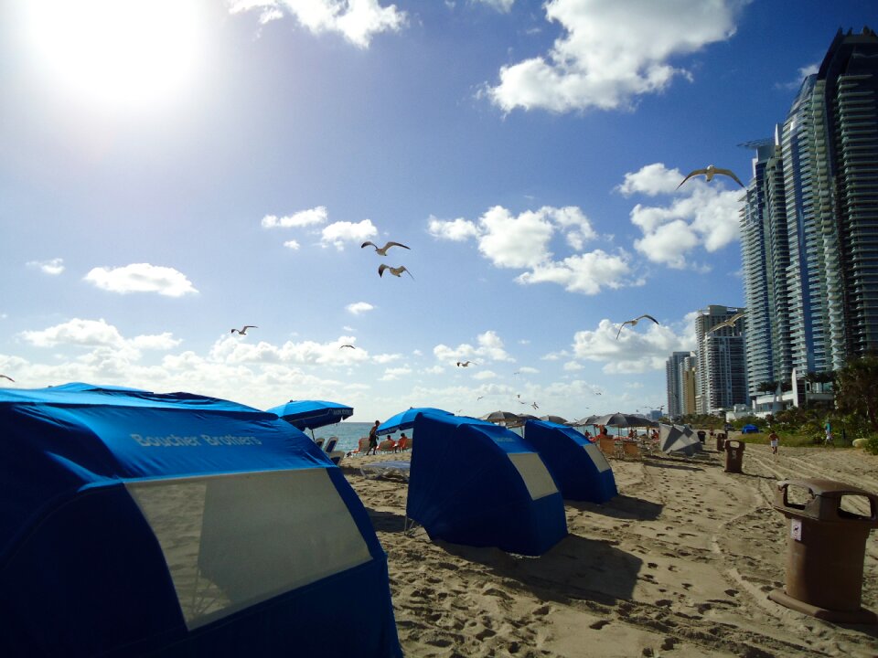 Beach birds sky