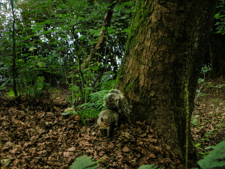 Forest nature tree