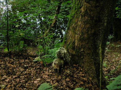 Forest nature tree