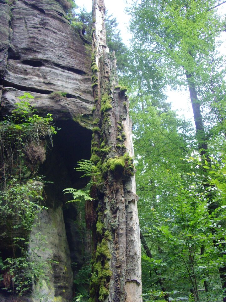 Tree moss czech republic glade