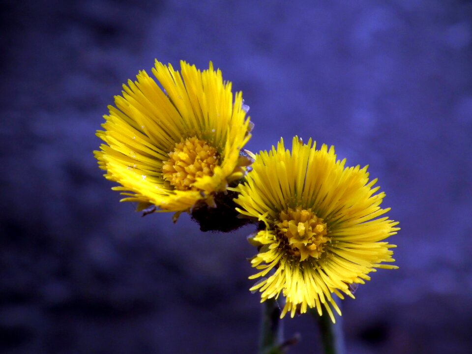 Yellow flower bloom