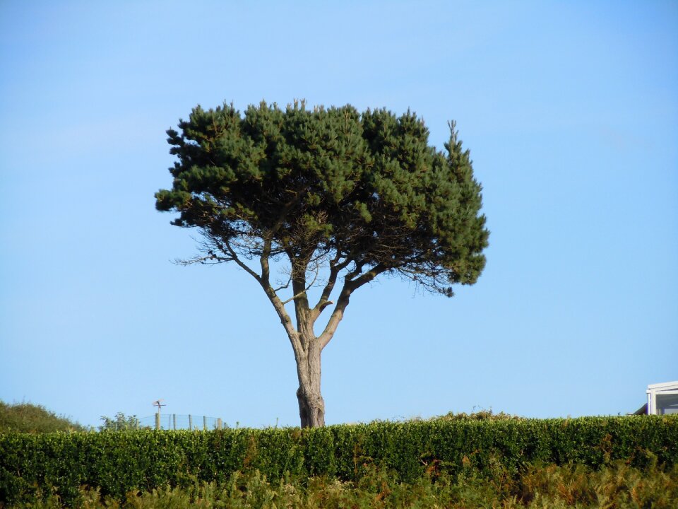 Tree pine Free photos