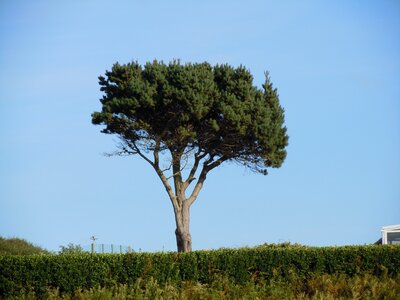 Tree pine Free photos