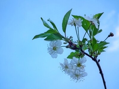 Spring white bloom