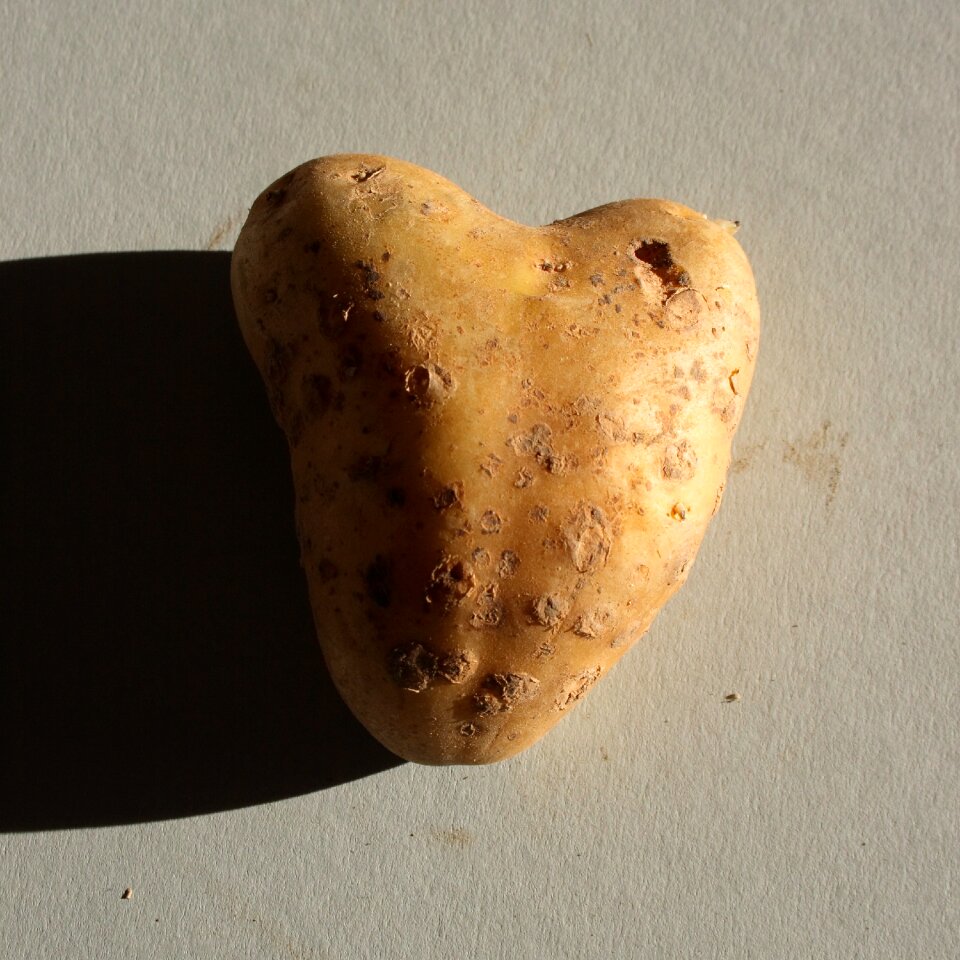 Symbol potato tuber