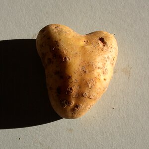 Symbol potato tuber