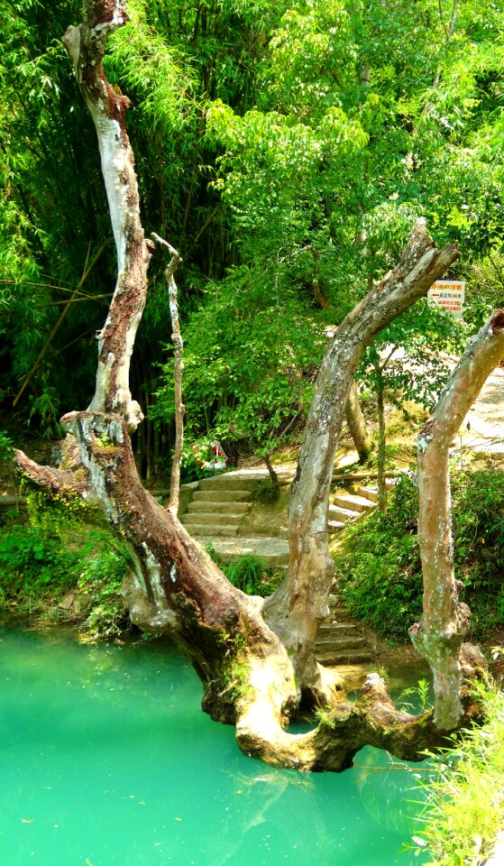 Dead tree in water river turquoise water photo