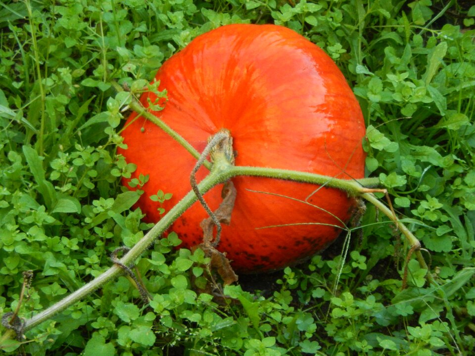 Squash garden orange