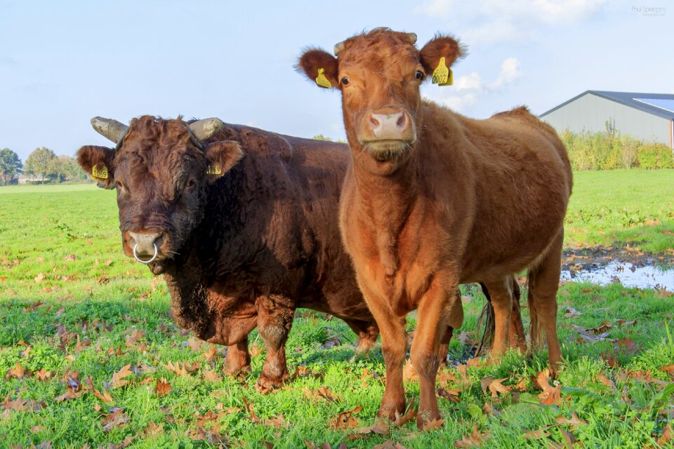 Pasture animals mammal