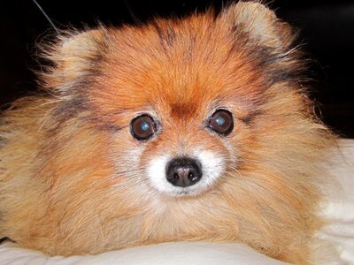 Pomeranian orange color dog breed dwarf photo