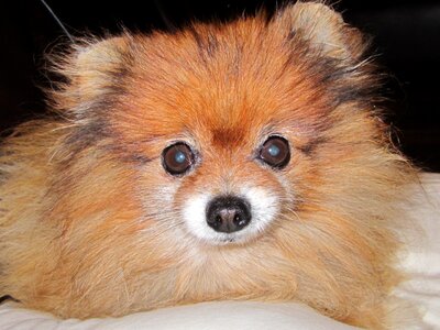 Pomeranian orange color dog breed dwarf