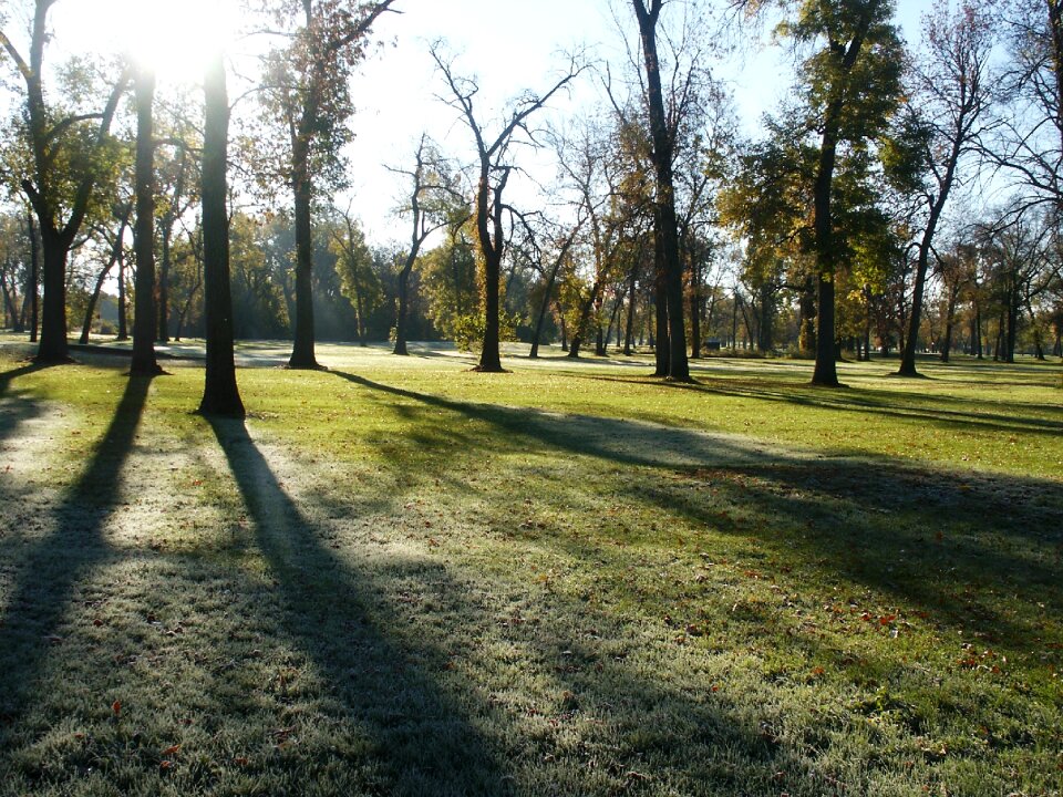 Frost trees autumn