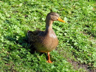 Portrait head plumage