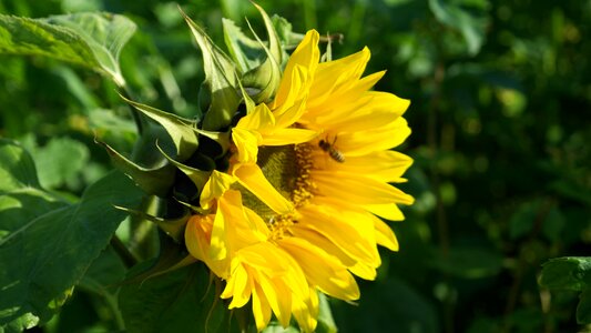 Yellow helianthus sun