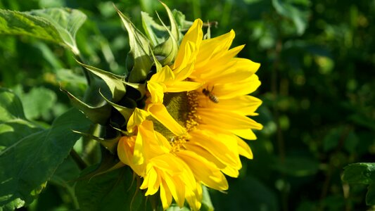 Yellow helianthus sun photo