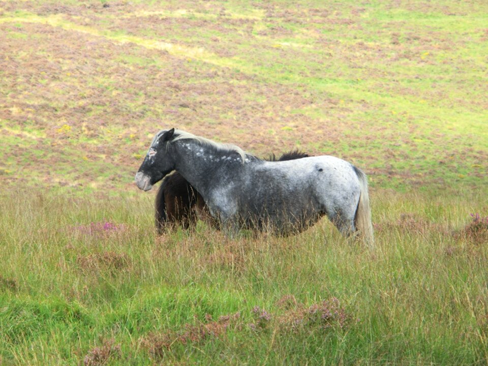 Dartmoor national park england