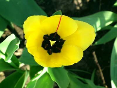 Garden flower spring bright photo