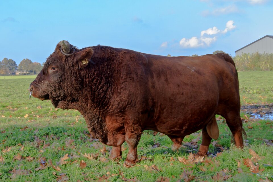 Bull pasture animals