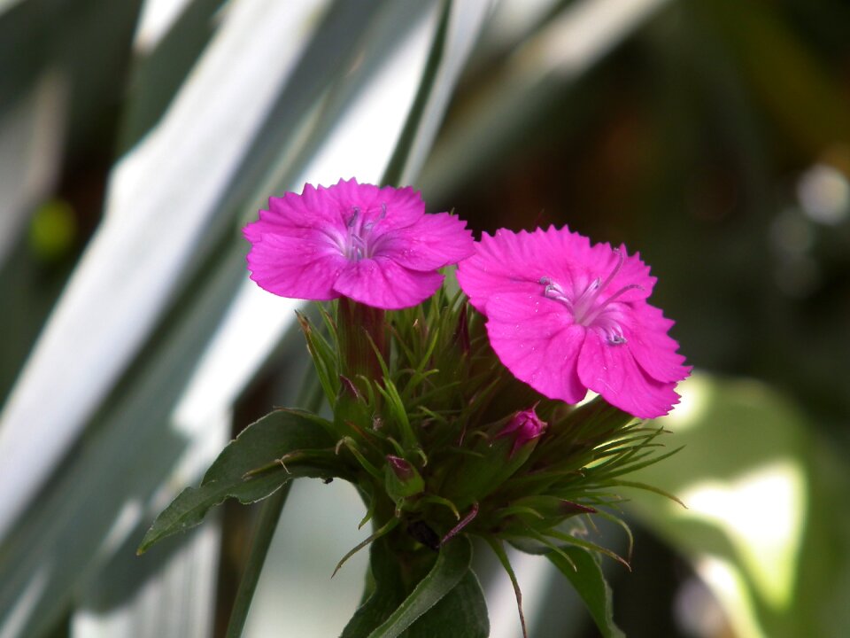 Purple flower inflorescence