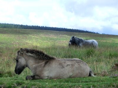 Devon landscape moor